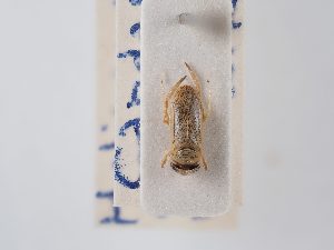  ( - BGE_ZSM_HET_0052)  @11 [ ] by-nc-sa (2024) SNSB, Staatliche Naturwissenschaftliche Sammlungen Bayerns ZSM (SNSB, Zoologische Staatssammlung Muenchen)