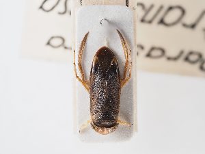  (Parasigara - BGE_ZSM_HET_0066)  @11 [ ] by-nc-sa (2024) SNSB, Staatliche Naturwissenschaftliche Sammlungen Bayerns ZSM (SNSB, Zoologische Staatssammlung Muenchen)