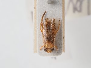  ( - BGE_ZSM_HET_0070)  @11 [ ] by-nc-sa (2024) SNSB, Staatliche Naturwissenschaftliche Sammlungen Bayerns ZSM (SNSB, Zoologische Staatssammlung Muenchen)