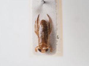  ( - BGE_ZSM_HET_0071)  @11 [ ] by-nc-sa (2024) SNSB, Staatliche Naturwissenschaftliche Sammlungen Bayerns ZSM (SNSB, Zoologische Staatssammlung Muenchen)
