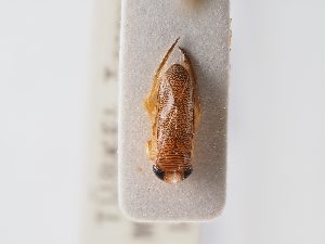 ( - BGE_ZSM_HET_0072)  @11 [ ] by-nc-sa (2024) SNSB, Staatliche Naturwissenschaftliche Sammlungen Bayerns ZSM (SNSB, Zoologische Staatssammlung Muenchen)