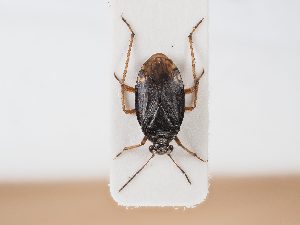  ( - BGE_ZSM_HET_0078)  @11 [ ] by-nc-sa (2024) SNSB, Staatliche Naturwissenschaftliche Sammlungen Bayerns ZSM (SNSB, Zoologische Staatssammlung Muenchen)