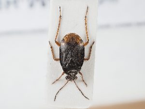  ( - BGE_ZSM_HET_0079)  @11 [ ] by-nc-sa (2024) SNSB, Staatliche Naturwissenschaftliche Sammlungen Bayerns ZSM (SNSB, Zoologische Staatssammlung Muenchen)