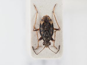  ( - BGE_ZSM_HET_0092)  @11 [ ] by-nc-sa (2024) SNSB, Staatliche Naturwissenschaftliche Sammlungen Bayerns ZSM (SNSB, Zoologische Staatssammlung Muenchen)