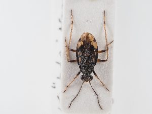  ( - BGE_ZSM_HET_0093)  @11 [ ] by-nc-sa (2024) SNSB, Staatliche Naturwissenschaftliche Sammlungen Bayerns ZSM (SNSB, Zoologische Staatssammlung Muenchen)