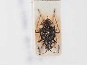  ( - BGE_ZSM_HET_0094)  @11 [ ] by-nc-sa (2024) SNSB, Staatliche Naturwissenschaftliche Sammlungen Bayerns ZSM (SNSB, Zoologische Staatssammlung Muenchen)
