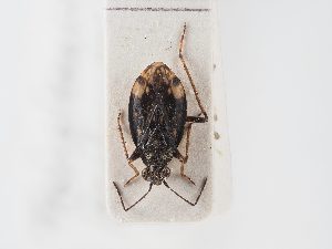  ( - BGE_ZSM_HET_0095)  @11 [ ] by-nc-sa (2025) SNSB, Staatliche Naturwissenschaftliche Sammlungen Bayerns ZSM (SNSB, Zoologische Staatssammlung Muenchen)