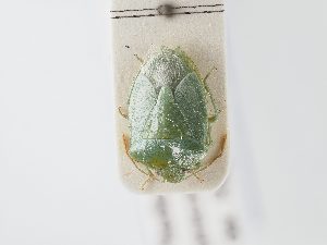 ( - BGE_ZSM_HET_0097)  @11 [ ] by-nc-sa (2024) SNSB, Staatliche Naturwissenschaftliche Sammlungen Bayerns ZSM (SNSB, Zoologische Staatssammlung Muenchen)