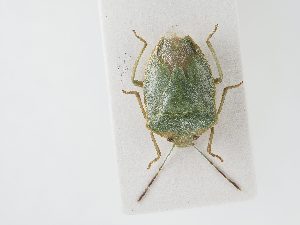  ( - BGE_ZSM_HET_0100)  @11 [ ] by-nc-sa (2024) SNSB, Staatliche Naturwissenschaftliche Sammlungen Bayerns ZSM (SNSB, Zoologische Staatssammlung Muenchen)