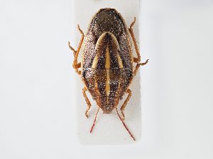  ( - BGE_ZSM_HET_0101)  @11 [ ] by-nc-sa (2024) SNSB, Staatliche Naturwissenschaftliche Sammlungen Bayerns ZSM (SNSB, Zoologische Staatssammlung Muenchen)