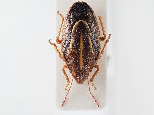  ( - BGE_ZSM_HET_0102)  @11 [ ] by-nc-sa (2024) SNSB, Staatliche Naturwissenschaftliche Sammlungen Bayerns ZSM (SNSB, Zoologische Staatssammlung Muenchen)