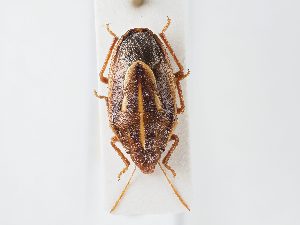  ( - BGE_ZSM_HET_0103)  @11 [ ] by-nc-sa (2024) SNSB, Staatliche Naturwissenschaftliche Sammlungen Bayerns ZSM (SNSB, Zoologische Staatssammlung Muenchen)
