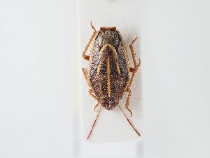  ( - BGE_ZSM_HET_0104)  @11 [ ] by-nc-sa (2024) SNSB, Staatliche Naturwissenschaftliche Sammlungen Bayerns ZSM (SNSB, Zoologische Staatssammlung Muenchen)