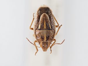  ( - BGE_ZSM_HET_0105)  @11 [ ] by-nc-sa (2024) SNSB, Staatliche Naturwissenschaftliche Sammlungen Bayerns ZSM (SNSB, Zoologische Staatssammlung Muenchen)