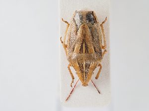  ( - BGE_ZSM_HET_0107)  @11 [ ] by-nc-sa (2024) SNSB, Staatliche Naturwissenschaftliche Sammlungen Bayerns ZSM (SNSB, Zoologische Staatssammlung Muenchen)