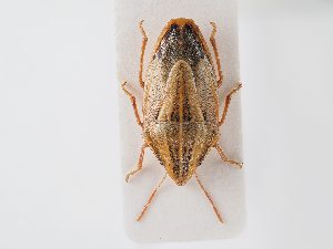  ( - BGE_ZSM_HET_0113)  @11 [ ] by-nc-sa (2024) SNSB, Staatliche Naturwissenschaftliche Sammlungen Bayerns ZSM (SNSB, Zoologische Staatssammlung Muenchen)
