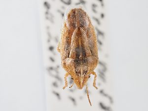  ( - BGE_ZSM_HET_0114)  @11 [ ] by-nc-sa (2024) SNSB, Staatliche Naturwissenschaftliche Sammlungen Bayerns ZSM (SNSB, Zoologische Staatssammlung Muenchen)