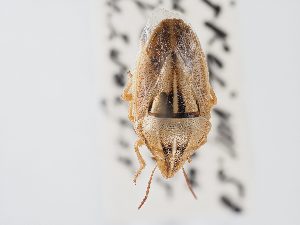  ( - BGE_ZSM_HET_0115)  @11 [ ] by-nc-sa (2024) SNSB, Staatliche Naturwissenschaftliche Sammlungen Bayerns ZSM (SNSB, Zoologische Staatssammlung Muenchen)