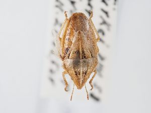  ( - BGE_ZSM_HET_0116)  @11 [ ] by-nc-sa (2024) SNSB, Staatliche Naturwissenschaftliche Sammlungen Bayerns ZSM (SNSB, Zoologische Staatssammlung Muenchen)