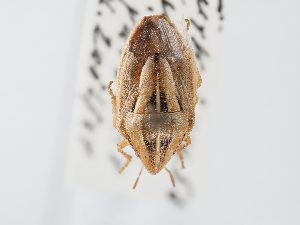  ( - BGE_ZSM_HET_0118)  @11 [ ] by-nc-sa (2024) SNSB, Staatliche Naturwissenschaftliche Sammlungen Bayerns ZSM (SNSB, Zoologische Staatssammlung Muenchen)