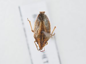  ( - BGE_ZSM_HET_0121)  @11 [ ] by-nc-sa (2024) SNSB, Staatliche Naturwissenschaftliche Sammlungen Bayerns ZSM (SNSB, Zoologische Staatssammlung Muenchen)