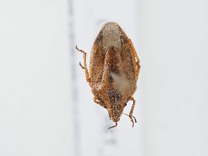  ( - BGE_ZSM_HET_0122)  @11 [ ] by-nc-sa (2024) SNSB, Staatliche Naturwissenschaftliche Sammlungen Bayerns ZSM (SNSB, Zoologische Staatssammlung Muenchen)