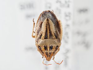  ( - BGE_ZSM_HET_0123)  @11 [ ] by-nc-sa (2024) SNSB, Staatliche Naturwissenschaftliche Sammlungen Bayerns ZSM (SNSB, Zoologische Staatssammlung Muenchen)