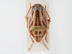  ( - BGE_ZSM_HET_0126)  @11 [ ] by-nc-sa (2024) SNSB, Staatliche Naturwissenschaftliche Sammlungen Bayerns ZSM (SNSB, Zoologische Staatssammlung Muenchen)