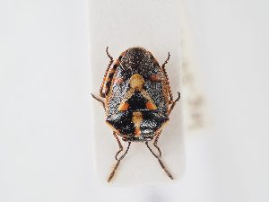  ( - BGE_ZSM_HET_0130)  @11 [ ] by-nc-sa (2024) SNSB, Staatliche Naturwissenschaftliche Sammlungen Bayerns ZSM (SNSB, Zoologische Staatssammlung Muenchen)