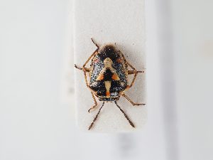  ( - BGE_ZSM_HET_0131)  @11 [ ] by-nc-sa (2024) SNSB, Staatliche Naturwissenschaftliche Sammlungen Bayerns ZSM (SNSB, Zoologische Staatssammlung Muenchen)