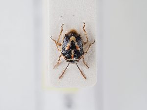  ( - BGE_ZSM_HET_0134)  @11 [ ] by-nc-sa (2024) SNSB, Staatliche Naturwissenschaftliche Sammlungen Bayerns ZSM (SNSB, Zoologische Staatssammlung Muenchen)