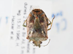  ( - BGE_ZSM_HET_0144)  @11 [ ] by-nc-sa (2024) SNSB, Staatliche Naturwissenschaftliche Sammlungen Bayerns ZSM (SNSB, Zoologische Staatssammlung Muenchen)