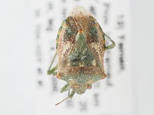  ( - BGE_ZSM_HET_0145)  @11 [ ] by-nc-sa (2024) SNSB, Staatliche Naturwissenschaftliche Sammlungen Bayerns ZSM (SNSB, Zoologische Staatssammlung Muenchen)