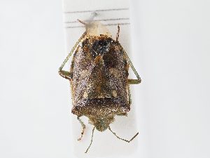  ( - BGE_ZSM_HET_0146)  @11 [ ] by-nc-sa (2024) SNSB, Staatliche Naturwissenschaftliche Sammlungen Bayerns ZSM (SNSB, Zoologische Staatssammlung Muenchen)