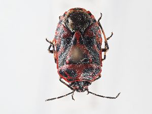  ( - BGE_ZSM_HET_0148)  @11 [ ] by-nc-sa (2024) SNSB, Staatliche Naturwissenschaftliche Sammlungen Bayerns ZSM (SNSB, Zoologische Staatssammlung Muenchen)