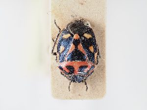  ( - BGE_ZSM_HET_0149)  @11 [ ] by-nc-sa (2024) SNSB, Staatliche Naturwissenschaftliche Sammlungen Bayerns ZSM (SNSB, Zoologische Staatssammlung Muenchen)