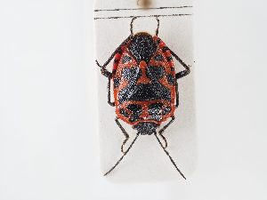  ( - BGE_ZSM_HET_0151)  @11 [ ] by-nc-sa (2024) SNSB, Staatliche Naturwissenschaftliche Sammlungen Bayerns ZSM (SNSB, Zoologische Staatssammlung Muenchen)