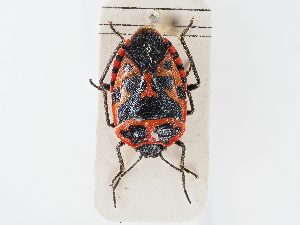  ( - BGE_ZSM_HET_0152)  @11 [ ] by-nc-sa (2024) SNSB, Staatliche Naturwissenschaftliche Sammlungen Bayerns ZSM (SNSB, Zoologische Staatssammlung Muenchen)