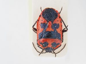  ( - BGE_ZSM_HET_0162)  @11 [ ] by-nc-sa (2024) SNSB, Staatliche Naturwissenschaftliche Sammlungen Bayerns ZSM (SNSB, Zoologische Staatssammlung Muenchen)