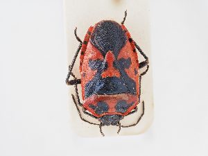  ( - BGE_ZSM_HET_0163)  @11 [ ] by-nc-sa (2024) SNSB, Staatliche Naturwissenschaftliche Sammlungen Bayerns ZSM (SNSB, Zoologische Staatssammlung Muenchen)