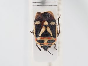  ( - BGE_ZSM_HET_0165)  @11 [ ] by-nc-sa (2024) SNSB, Staatliche Naturwissenschaftliche Sammlungen Bayerns ZSM (SNSB, Zoologische Staatssammlung Muenchen)
