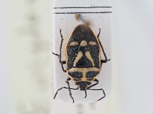  ( - BGE_ZSM_HET_0166)  @11 [ ] by-nc-sa (2024) SNSB, Staatliche Naturwissenschaftliche Sammlungen Bayerns ZSM (SNSB, Zoologische Staatssammlung Muenchen)