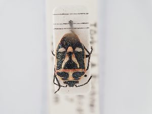  ( - BGE_ZSM_HET_0167)  @11 [ ] by-nc-sa (2024) SNSB, Staatliche Naturwissenschaftliche Sammlungen Bayerns ZSM (SNSB, Zoologische Staatssammlung Muenchen)