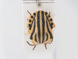  ( - BGE_ZSM_HET_0171)  @11 [ ] by-nc-sa (2024) SNSB, Staatliche Naturwissenschaftliche Sammlungen Bayerns ZSM (SNSB, Zoologische Staatssammlung Muenchen)