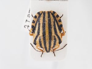  ( - BGE_ZSM_HET_0172)  @11 [ ] by-nc-sa (2024) SNSB, Staatliche Naturwissenschaftliche Sammlungen Bayerns ZSM (SNSB, Zoologische Staatssammlung Muenchen)