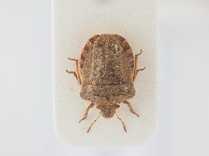  ( - BGE_ZSM_HET_0173)  @11 [ ] by-nc-sa (2024) SNSB, Staatliche Naturwissenschaftliche Sammlungen Bayerns ZSM (SNSB, Zoologische Staatssammlung Muenchen)