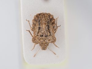  (Leprosoma - BGE_ZSM_HET_0177)  @11 [ ] by-nc-sa (2024) SNSB, Staatliche Naturwissenschaftliche Sammlungen Bayerns ZSM (SNSB, Zoologische Staatssammlung Muenchen)