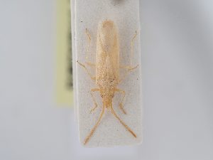  ( - BGE_ZSM_HET_0179)  @11 [ ] by-nc-sa (2024) SNSB, Staatliche Naturwissenschaftliche Sammlungen Bayerns ZSM (SNSB, Zoologische Staatssammlung Muenchen)