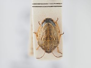  ( - BGE_ZSM_HET_0185)  @11 [ ] by-nc-sa (2024) SNSB, Staatliche Naturwissenschaftliche Sammlungen Bayerns ZSM (SNSB, Zoologische Staatssammlung Muenchen)
