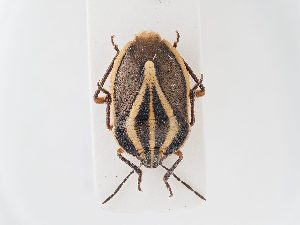  ( - BGE_ZSM_HET_0188)  @11 [ ] by-nc-sa (2024) SNSB, Staatliche Naturwissenschaftliche Sammlungen Bayerns ZSM (SNSB, Zoologische Staatssammlung Muenchen)
